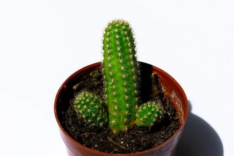 Green mini-cacti planted in a small brown plastic pot on a White background Stock Photos