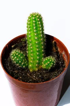 Green mini-cacti planted in a small brown plastic pot on a White background Stock Photos