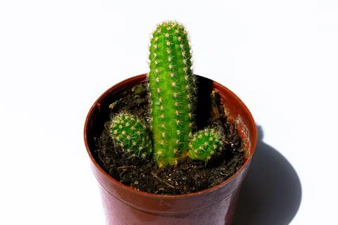 Green mini-cacti planted in a small brown plastic pot on a White background Stock Photos