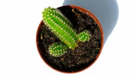 Green mini-cacti planted in a small brown plastic pot on a White background Stock Photos