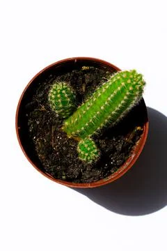 Green mini-cacti planted in a small brown plastic pot on a White background Stock Photos