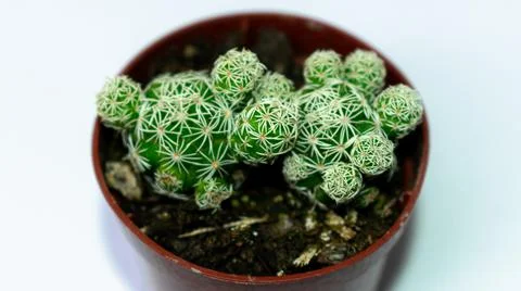 Green mini-cacti planted in a small brown plastic pot on a White background Stock Photos