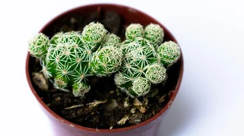 Green mini-cacti planted in a small brown plastic pot on a White background Stock Photos
