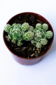 Green mini-cacti planted in a small brown plastic pot on a White background Stock Photos