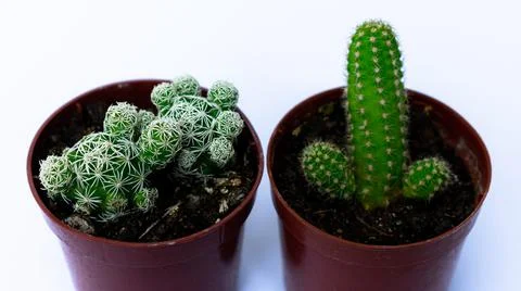 Green mini-cacti planted in a small brown plastic pot on a White background Stock Photos
