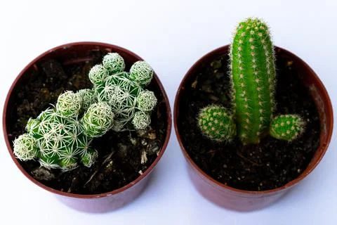 Green mini-cacti planted in a small brown plastic pot on a White background Stock Photos