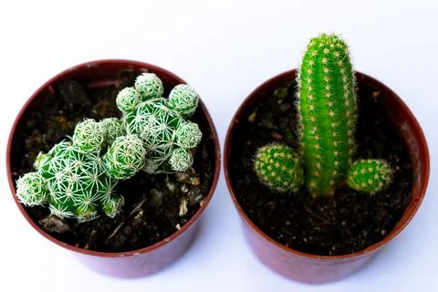 Green mini-cacti planted in a small brown plastic pot on a White background Stock Photos