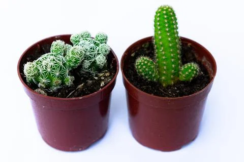 Green mini-cacti planted in a small brown plastic pot on a White background Stock Photos