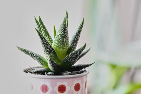 A green mini cactus Stock Photos