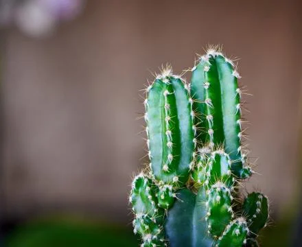 A green mini cactus Stock Photos
