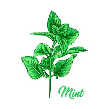 Green Mint Branch. Tea Herb Theme. Isolated Hand Painted Realistic Drawing Stock Illustration
