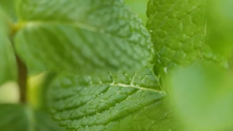Green mint Stock Footage 89968535