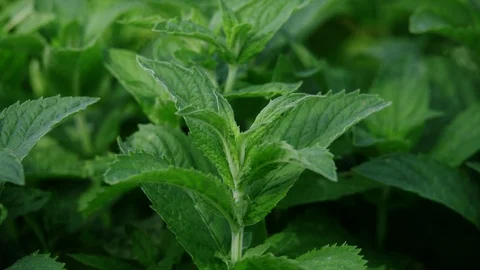 Green mint grows in the yard and moves slowly from the wind Stock Footage 127493719