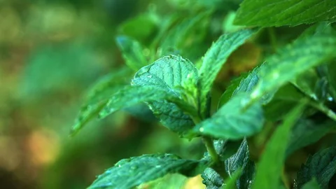 Green mint grows in the yard and moves slowly from the wind Stock Footage 127860733