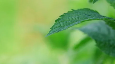 Green mint grows in the yard and moves slowly from the wind Stock Footage 128146293