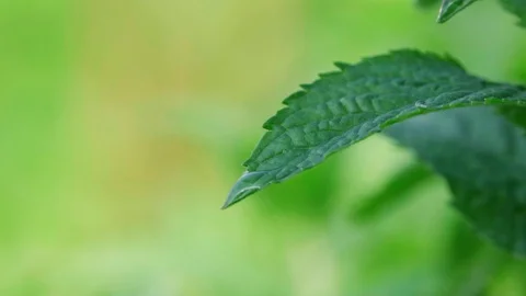 Green mint grows in the yard and moves slowly from the wind Stock Footage 128146634