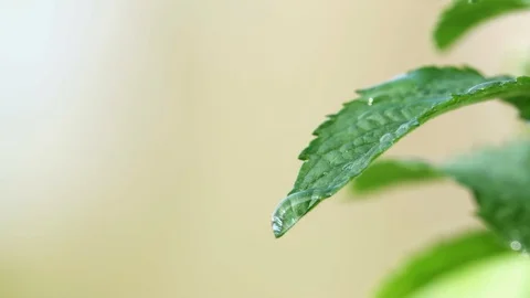Green mint grows in the yard and moves slowly from the wind Stock Footage 128146721