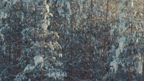 Green mint grows in the yard and moves slowly from the wind Stock Footage 128452164
