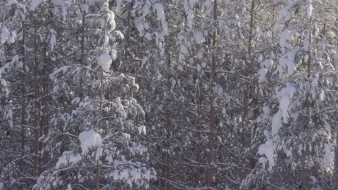 Green mint grows in the yard and moves slowly from the wind Stock Footage 128453127