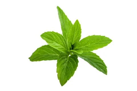 Green mint isolated on white background Stock Photos