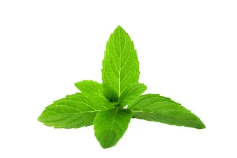 Green mint isolated on white background Stock Photos