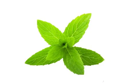 Green mint isolated on white background Stock Photos
