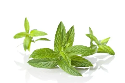 Green mint isolated on white Stock-Fotos