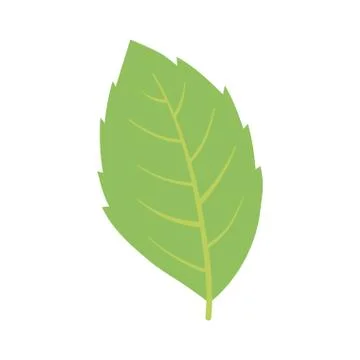 Green mint leaf herbal isolated icon white background Stock Illustration