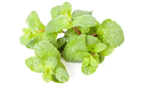 Green mint leaf Stock Photos