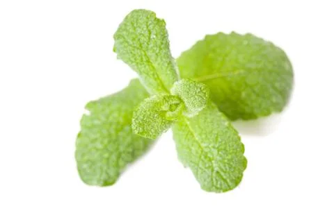 Green mint leaf Stock Photos
