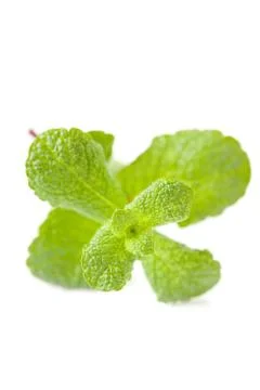Green mint leaf Stock Photos