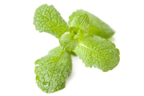 Green mint leaf Stock-Fotos