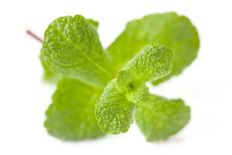 Green mint leaf Foto stock