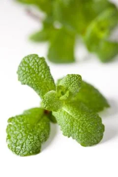 Green mint leaf Stock Photos