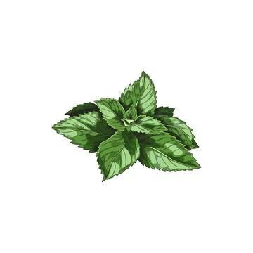 Green mint leaf for tea, vintage vector sketch illustration. Realistic Stock Illustration