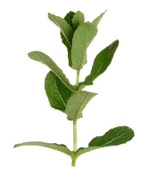 Green mint leaf on white isolated background Stock Photos