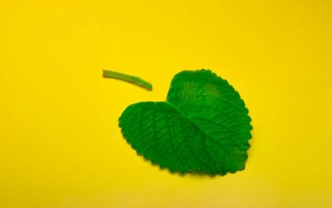 Green mint leaf on yellow background Stock Photos