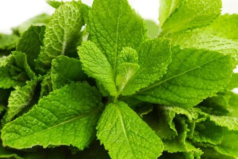 Green mint leaves in a close up view Foto stock