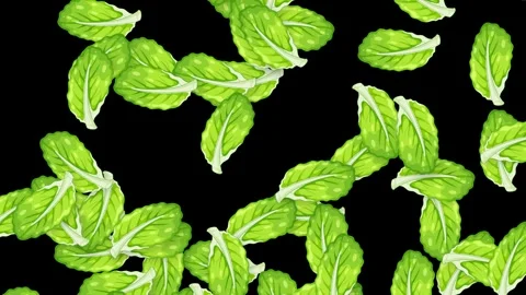 Green Mint Leaves Falling Downward Against a Solid Black Background Stock Footage 340012692