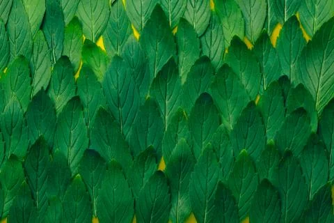 Green mint leaves pattern layout design. Ecology natural creative concept. Top Stock Photos
