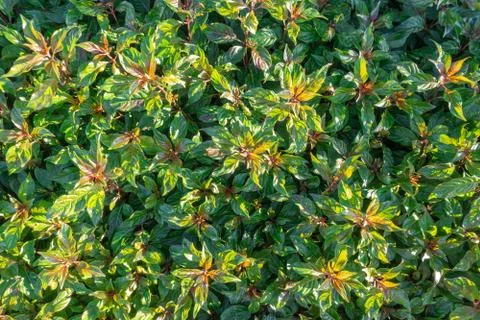 Green Mint Leaves Pattern Layout Background. Fresh Mojito Leaf Mint. Stock Photos