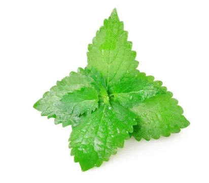 Green mint leaves Stock Photos