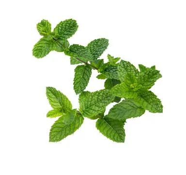 Green mint leaves Stock Photos