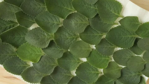 Green mint leaves rotating slowly Stock Footage 337011728