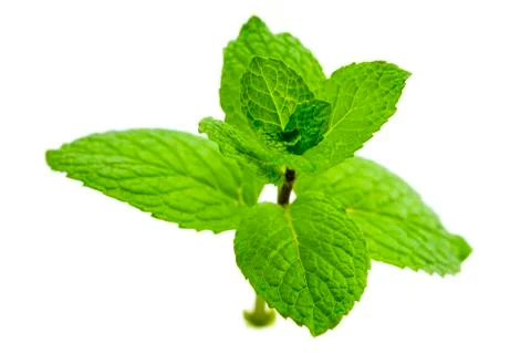 Green mint Stock Photos