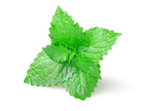 Green mint Stock Photos