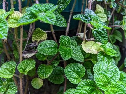 Green mint Stock Photos