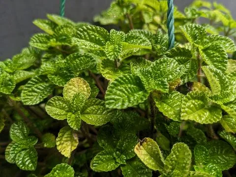 Green mint Stock Photos