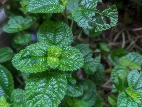 Green mint Stock Photos