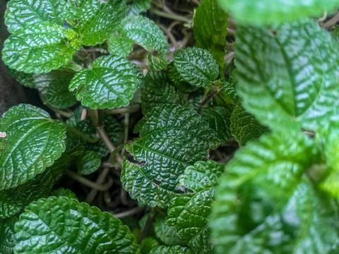 Green mint Stock Photos